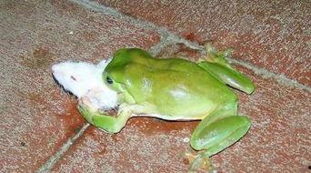 吃瓜青蛙蜕皮,揭秘蜕皮背后的生命奇迹