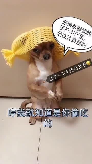 狗子吃哈密瓜吐了,宠物饮食安全警示