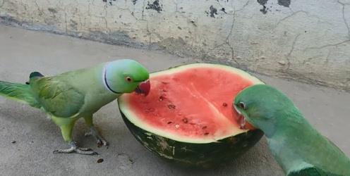 吃海螺吃瓜能不能腹泻,腹泻风险知多少？