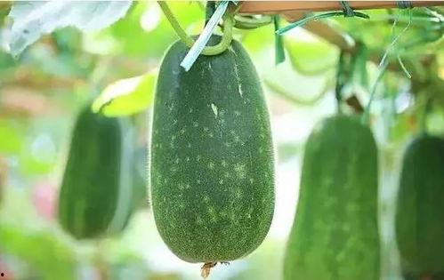 吃的有哪些瓜,盘点夏日餐桌上的美味瓜类