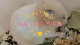 吃瓜声背景音,揭秘吃瓜群众的狂欢盛宴