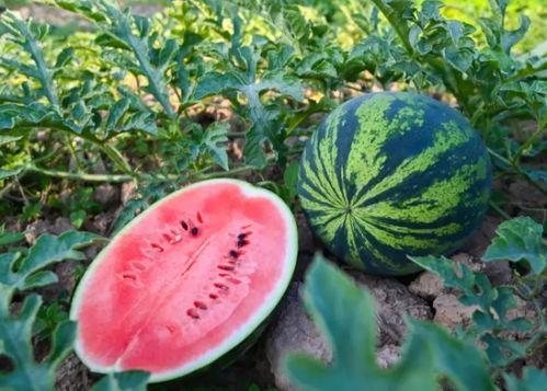 最近吃啥瓜,揭秘明星幕后故事