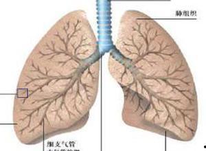 肺病可以吃角瓜吗,角瓜的养生功效与食用建议