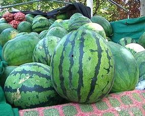 吃瓜之选,吃瓜之选，带你领略明星幕后故事