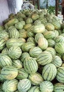 南召吃瓜事件,一场网络舆论的风波与反思