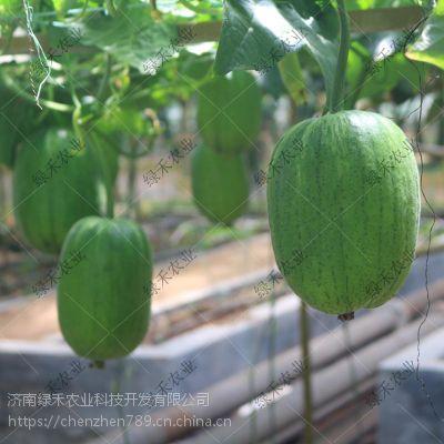 吃瓜济南,一场别开生面的“吃瓜”之旅