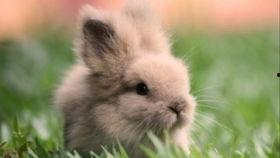 兔子警官吃瓜,揭秘警界幕后趣闻