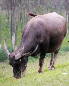 梦见牛吃瓜,牛儿食瓜的奇幻之旅