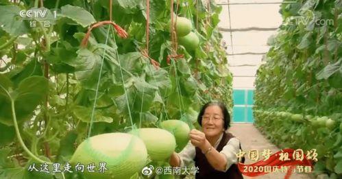 糊涂吃瓜,揭秘娱乐圈那些不为人知的幕后故事