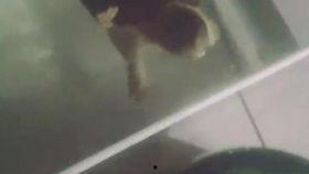 101佛鳄吃瓜,揭秘网红鳄鱼的趣味生活