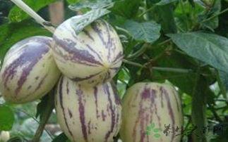 腰疼可以吃茄瓜吗,缓解不适