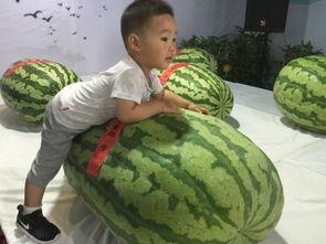 济宁最新吃瓜事件