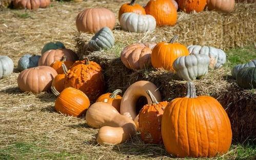 拣个瓜吃,探寻“拣个瓜吃”背后的美食故事与文化内涵