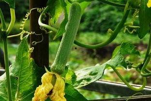 月弯吃瓜,揭秘娱乐圈背后的秘密与八卦