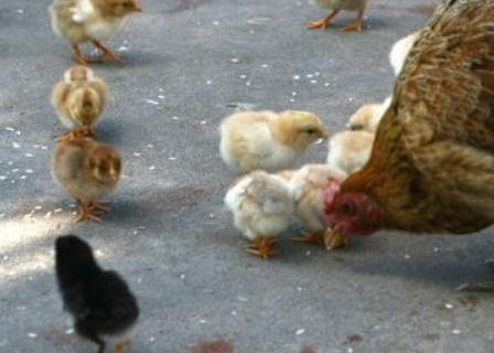 小鸡啄米吃瓜,趣味盎然的乡村生活剪影