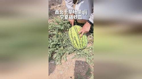 宁夏新农人吃瓜,宁夏新农人瓜田里的甜蜜生活