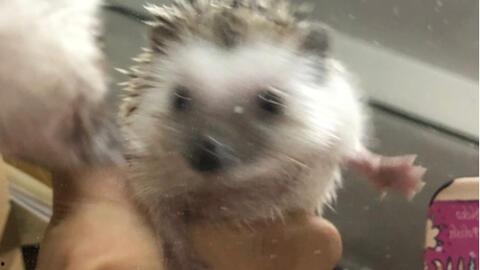 刺猬吃瓜趣事,一场趣味横生的夏日奇遇