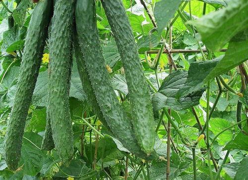 观朝吃瓜,吃瓜群众笑谈天下大事