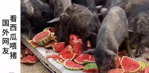 吃瓜博主倒膜,吃瓜群众倒膜大揭秘