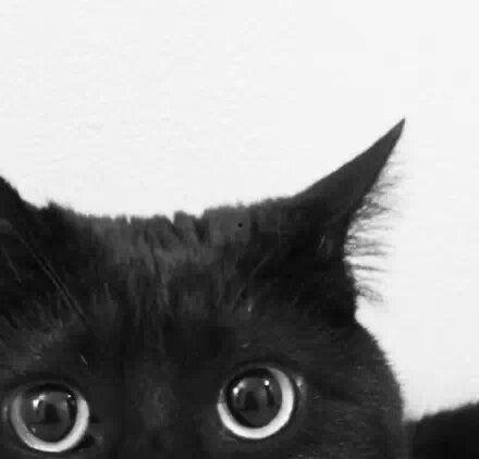 吃瓜头的黑猫图片