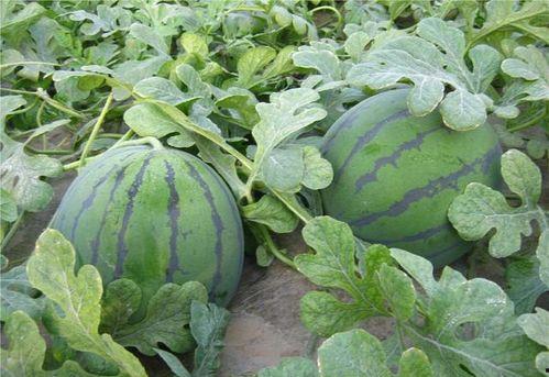 乾隆吃瓜后图片,一场吃瓜盛宴的视觉盛宴