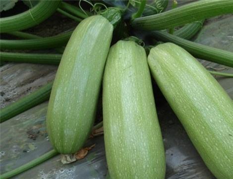 吃无瓜好处,健康生活新选择