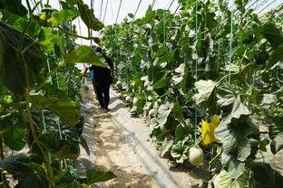 桃花吃瓜视频,揭秘网红美食背后的故事