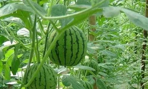 吃瓜嫌瓜成语有哪些