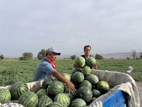 水天翮吃瓜,瓜界新宠，揭秘吃瓜达人背后的故事