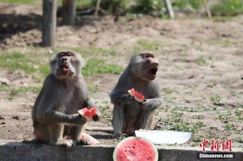 动物看吵架吃瓜