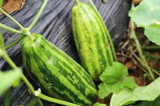 吃小瓜什么意思,揭秘“吃小瓜”背后的趣味与内涵