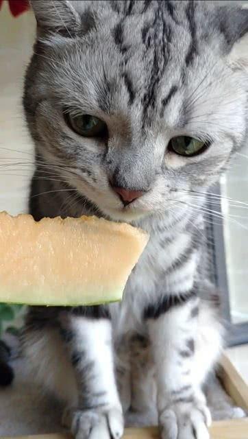 吃瓜的猫猫,揭秘猫咪的“八卦”生活