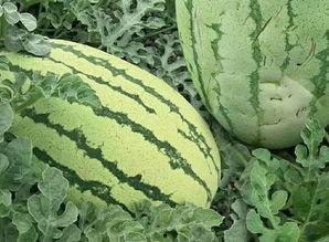 大黑面瓜怎么吃,解锁美味新境界