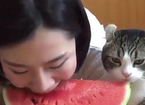 小猫和主人抱瓜吃,小猫与主人共享抱瓜美食时光