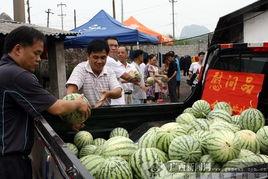 合山市吃瓜,瓜果飘香，品味夏日清凉