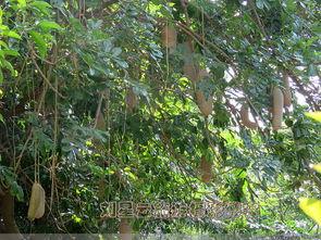 非洲吊瓜树的瓜可以吃吗,天然美食还是未知之谜？