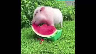小猪吃瓜了吗视频,一探究竟的趣味视频