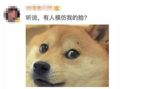 吃瓜小柴,揭秘娱乐圈那些不为人知的幕后故事