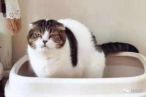 猫猫吃瓜偷听视频下载