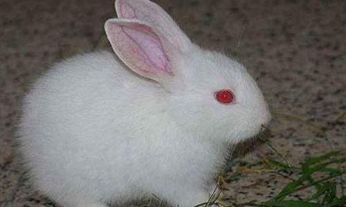 喂奶可以吃生瓜吗